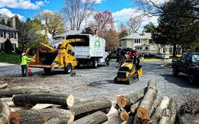 Best Root Management and Removal  in Guerneville, CA