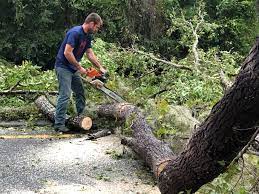 Best Tree Health Inspection  in Guerneville, CA