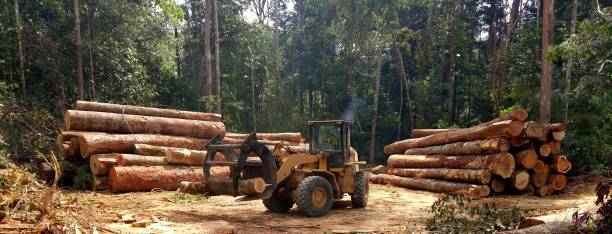 Best Tree Maintenance Programs  in Guerneville, CA