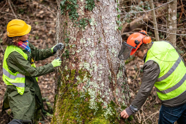 Best Arborist Consultation Services  in Guerneville, CA