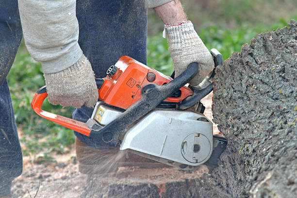 Reliable Guerneville, CA Tree Care Solutions