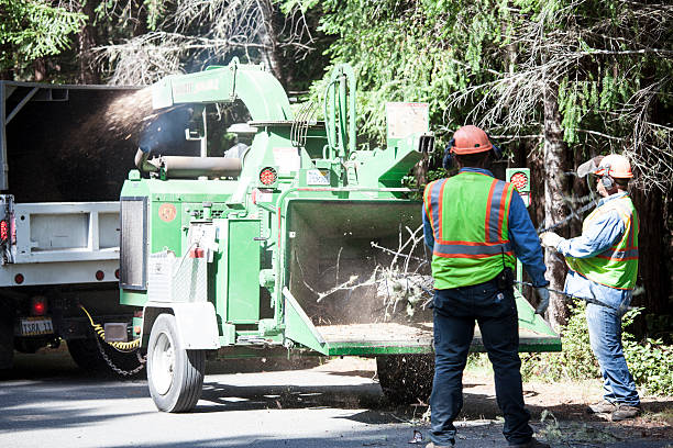 How Our Tree Care Process Works  in  Guerneville, CA